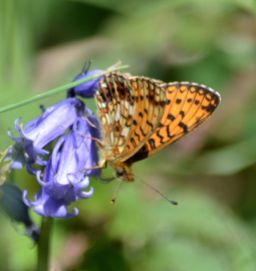 small pearl-bordered fritillary.1903 wyre forest