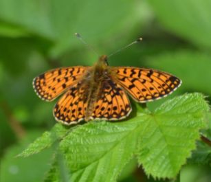 small pearl-bordered fritillary.1923 wyre forest