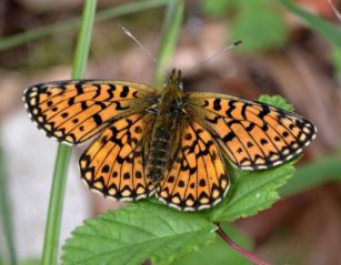 small pearl-bordered fritillary.1925_01 wyre forest
