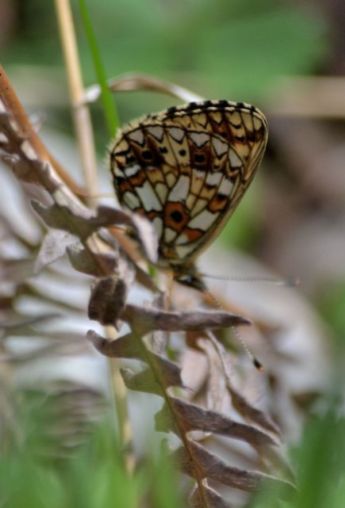 Small Pearl-bordered Fritillary (all pictures)
