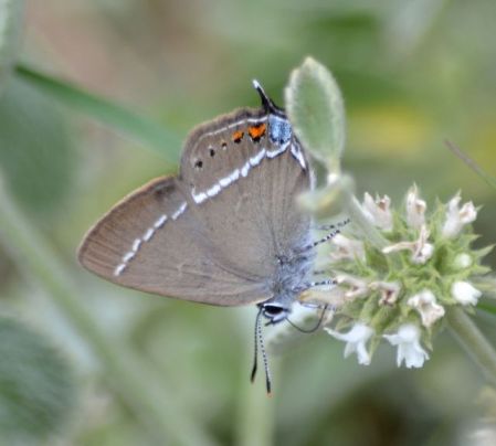 Blue-spot Hairstreak (all pictures)