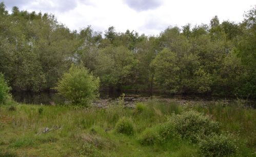 decoy heath.1901 shady pond