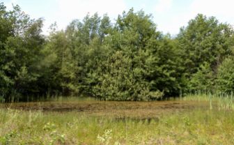 Decoy Heath location three: the "second pond"