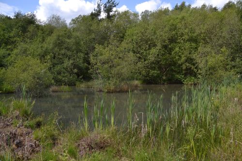 decoy heath.1904 hidden pond