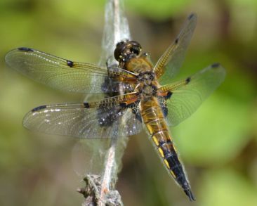 Four-spotted Chaser (male)