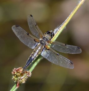 Four-spotted Chaser (imm male)