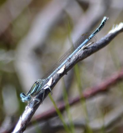 White-legged Damselfly (all pictures)