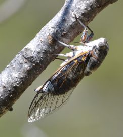 Cicada (all pictures)