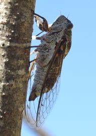 cicada.1905 alpilles