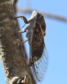 cicada.1906 alpilles