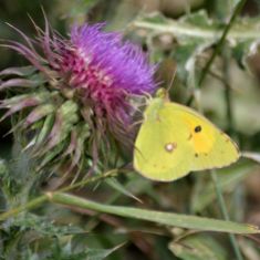 Clouded Yellow sp