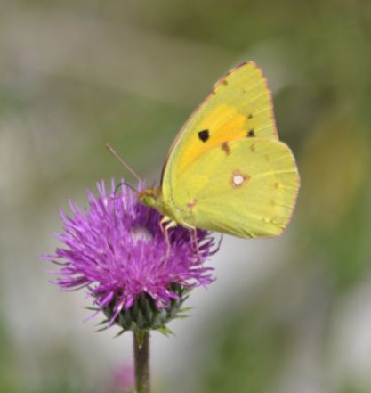Berger's Clouded Yellow