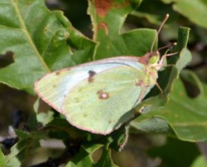 Helice Clouded Yellow