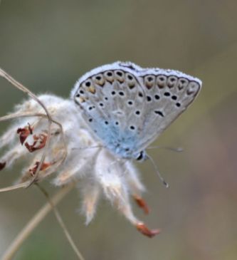 Common Blue (male) for comparison
