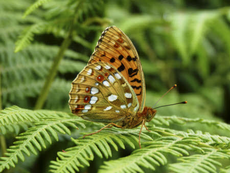 High Brown Fritillary butterfly