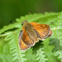 Large Skipper (all pictures)