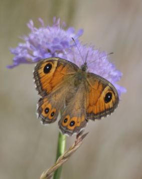 Large Wall Brown (female)