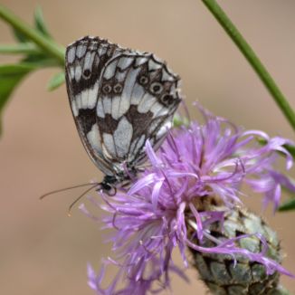 Marbled White (male)