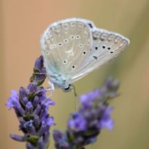 Meleager's Blue (male)