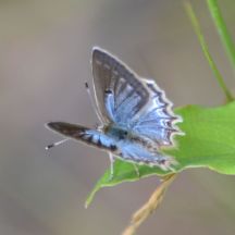 Meleager's Blue (female)