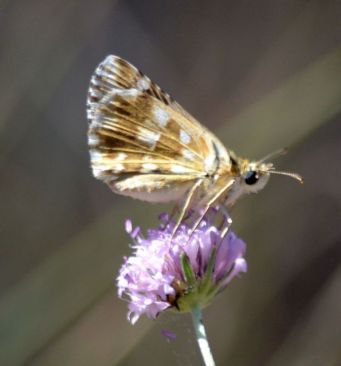 Rosy Grizzled Skipper