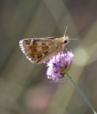 Rosy Grizzled Skipper