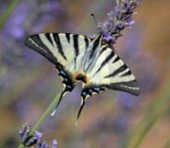 scarce swallowtail.1901 ongles