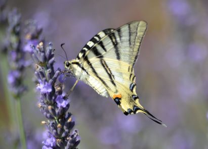 scarce swallowtail.1903 ongles
