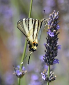 scarce swallowtail.1904 ongles