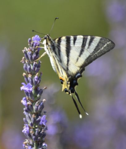 Scarce Swallowtail (all pictures)