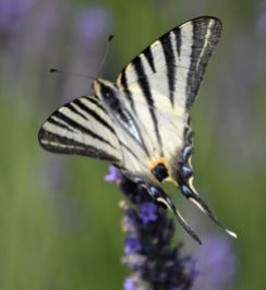 scarce swallowtail.1906 ongles