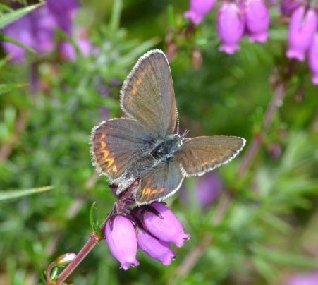 Female Silver-studded Blue (all pictures)
