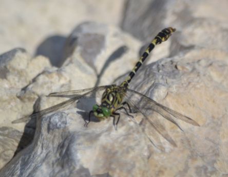 Small Pincertail (all pictures)