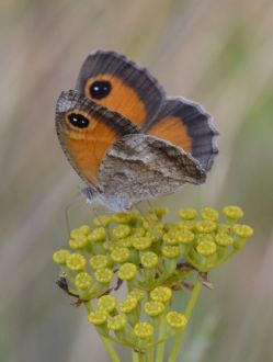 Southern Gatekeeper (all pictures)
