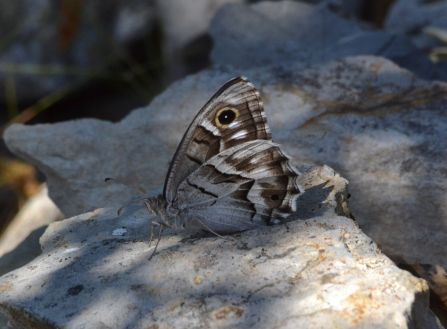 Striped Grayling (all pictures)