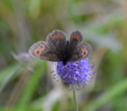 Scotch Argus (all pictures)