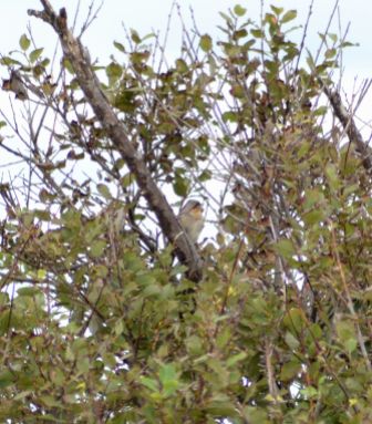 Today's Wryneck (record shot)