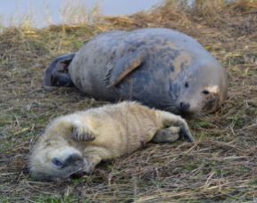 Grey Seal cow and pup