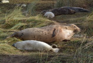 Grey Seal cow and pups