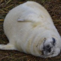 grey seal.1926 pup