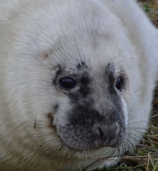 grey seal.1944 pup