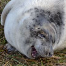 grey seal.1945 pup