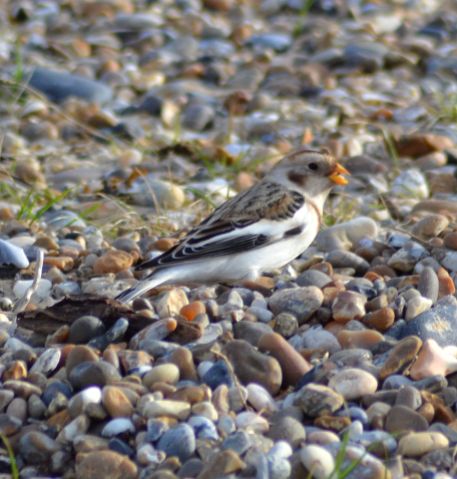 Winter male Snow Bunting (all images)
