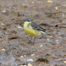eastern yellow wagtail.2003 sedgeford