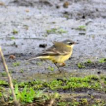 eastern yellow wagtail.2006 sedgeford