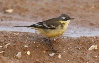 Today's Eastern Yellow Wagtail