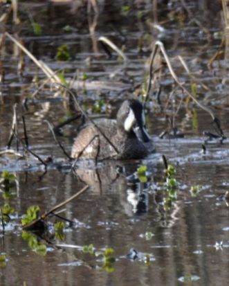 1w drake Blue-winged Teal (all pictures)