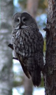 great grey owl.2002 maridalen