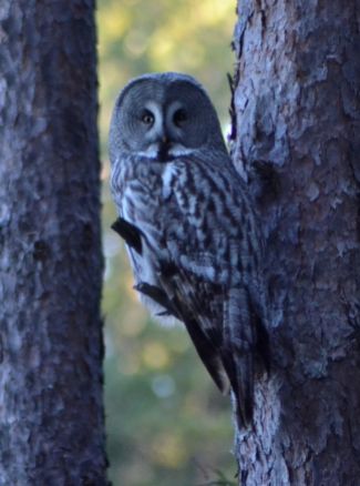 great grey owl.2013 maridalen