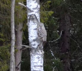 Great Grey Owl on day 1